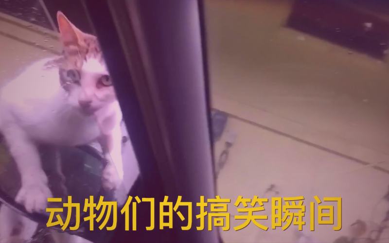 《父母爱情》剧照，江德福与安杰在海岛庭院中相伴到老
