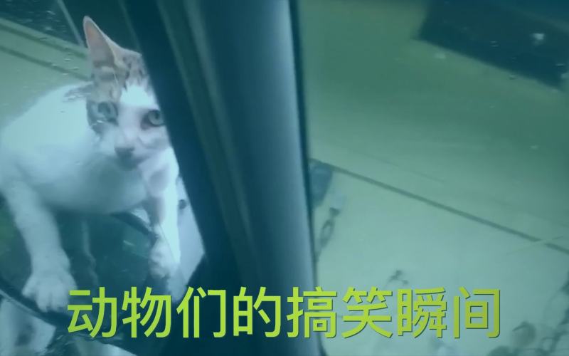 一部韩式高甜校园漫改剧中的经典场景，男女主角在樱花树下对视