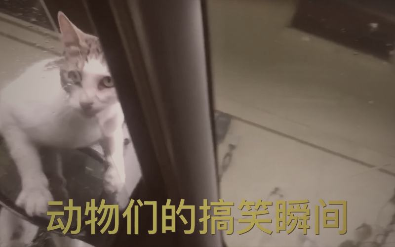 人人视频日韩爆笑喜剧剧集推荐页面截图，展示多部喜剧剧集封面